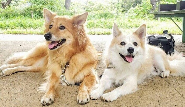 レイちゃん(写真右)と仲よく寄り添うチャロくん ニコニコとした表情が愛らしい