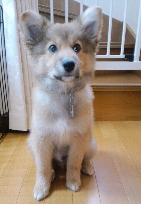 お迎え当初のチャロくん 飼い主さん宅に来てすぐに立ち耳になったのだとか