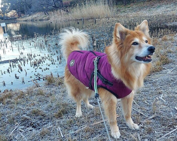 最近のチャロくんの様子 この日はチャロくんと“会話”しながら散歩を楽しんだのだとか