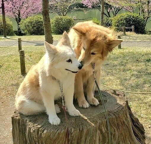 やさしくレイちゃんを見つめるチャロくん レイちゃんはとても幸せそう