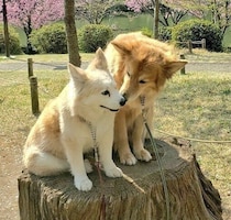 野犬から生まれた子犬を迎えて12年　“妹犬”に最後まで寄り添い、今を大切に生きる姿に胸を打たれる