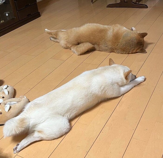 床でゴロゴロする2頭