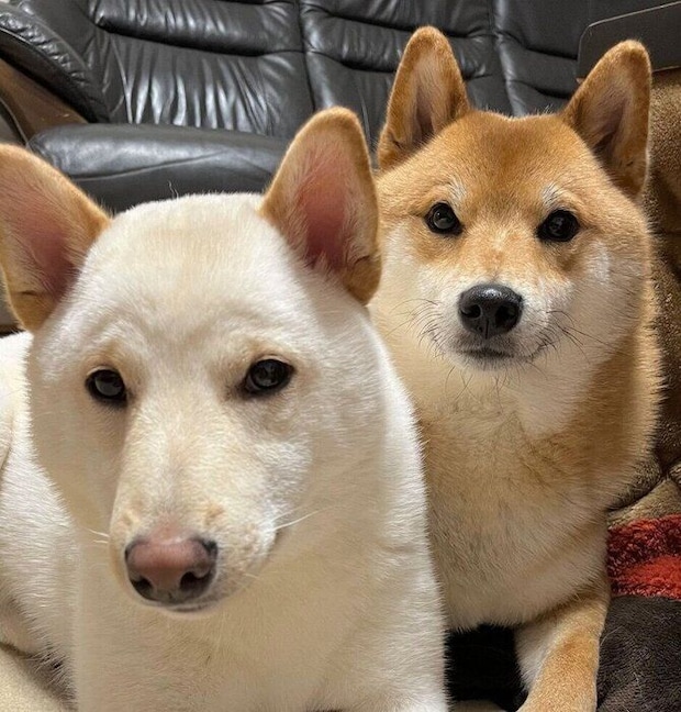 普段のぽん太くん、うに太くん