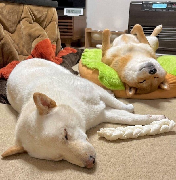 遊び疲れてしまったぽん太くん、うに太くん。