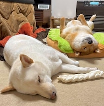 夜ゴハン後に柴犬2頭が“ダブル寝落ち”　遊び疲れて安心しきった姿が尊すぎる！