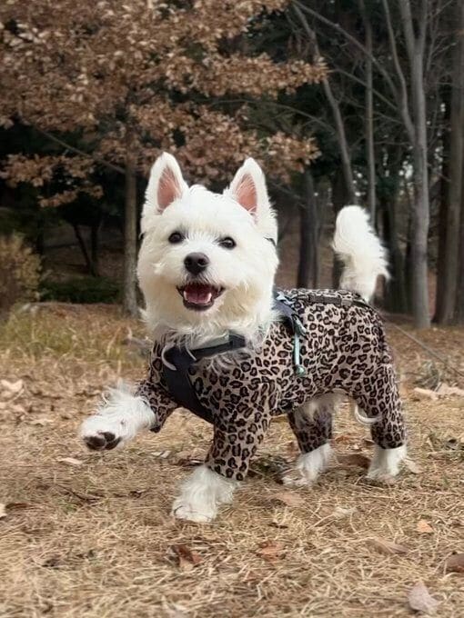 飼い主さんによると、このかわいらしい“笑顔”がくまたろうくんのチャームポイントのひとつなのだとか