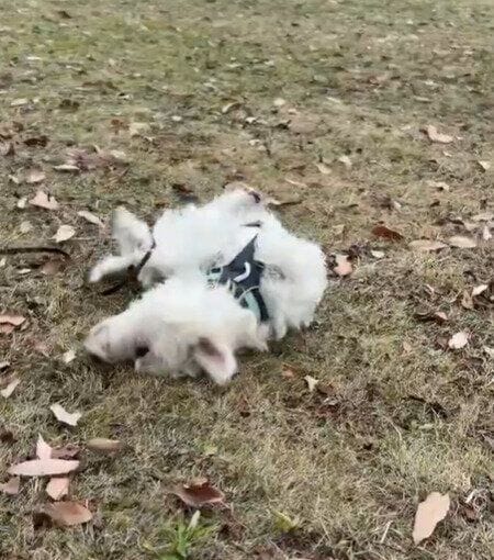 ゴロゴロ、スリスリし始めるくまたろうくん