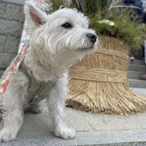 元旦に撮影されたくまたろうくんの写真 このあと行った公園で……