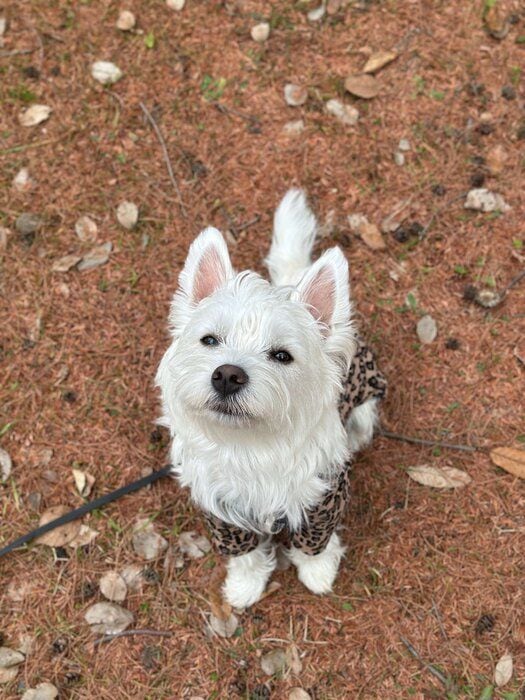 くまたろうくんの「“笑顔”と“スン顔”のギャップもかわいいんです」と飼い主さん