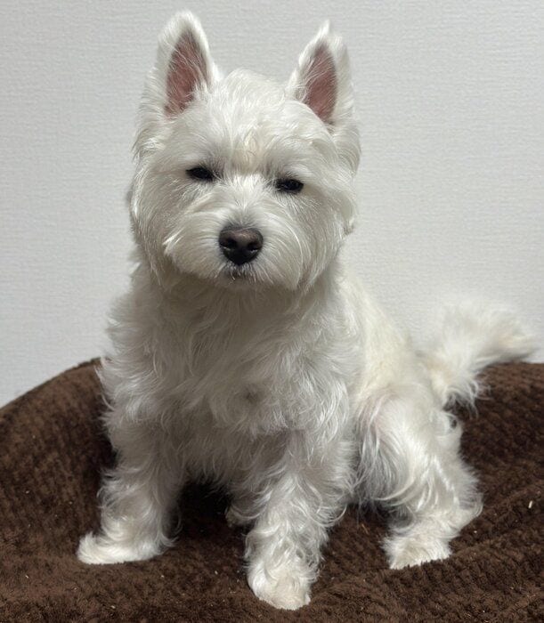 2026年3月7日時点で4,000件を超える「いいね」が寄せられたくまたろうくんの写真 「この日は特にムスッとむくれていました」と飼い主さんが