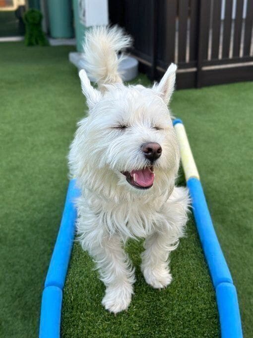 遊んでいるときはずっとニコニコしているというくまたろうくん 周囲の人にもよく「めっちゃ笑ってる!」などと声をかけてもらうのだとか