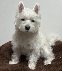 お風呂に入り「芸術的な不機嫌顔」を見せるウェスティが話題！　原因となった“公園での行動”には共感の声などが集まる