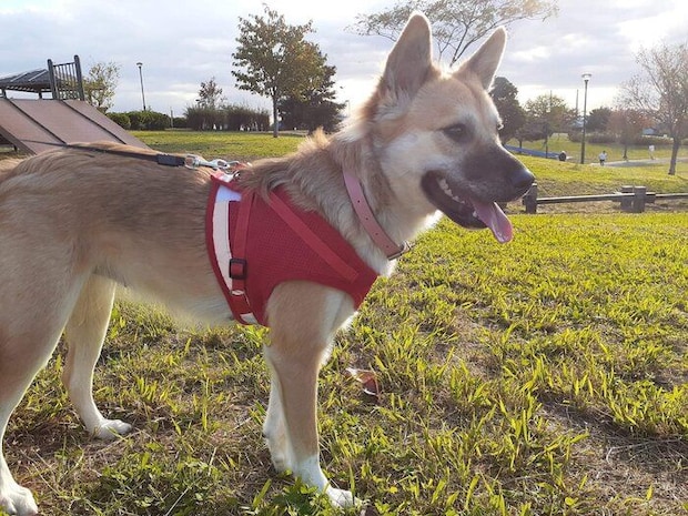 子犬時代のさくらちゃん