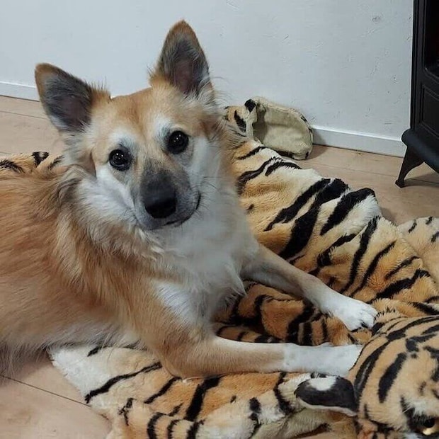 成長後のさくらちゃん