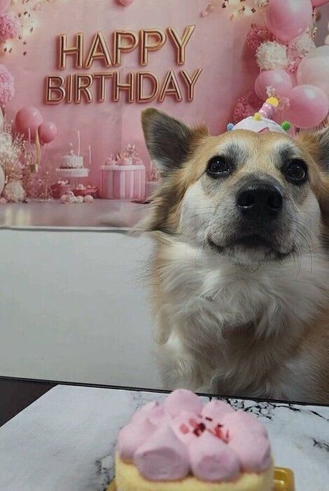 6才のお誕生日を迎えたさくらちゃん