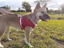 元保護の子犬を迎えて6年　今も怖がりな一面はあるけれど、「うちのコになってくれてありがとう」と感謝あふれる日々