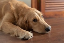 シニア犬に“幼犬返り”ってあるの？しぐさと行動とは