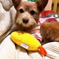 犬が家の中をついて回るのはなぜ？ 犬が飼い主を後追いする理由と注意点