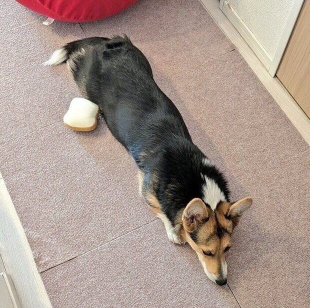 床に伸びて寝転がるラピスちゃん