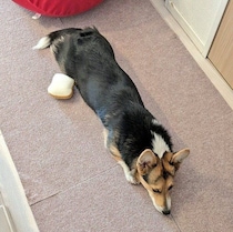 長く伸びたコーギーが「恵方巻きみたい！？」床に伸びる愛犬の姿に節分を思い出す
