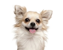 正しいしつけ・お世話・関係性…できていますか？「しつけ事典3冊」セットで解決！