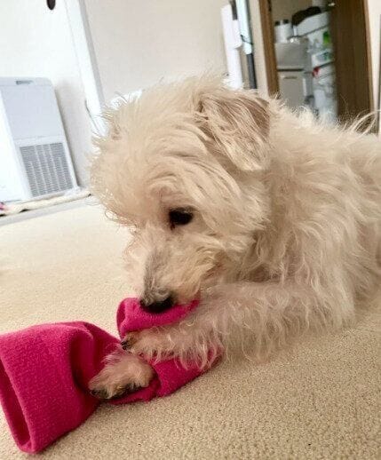 靴下で遊んでいる様子の犬