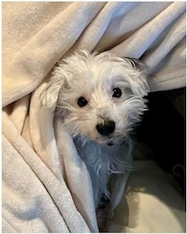 お迎え当時は怯えて触らせてくれなかった元保護犬→少しずつ信頼を築き、今では甘えん坊な“家族の一員”に