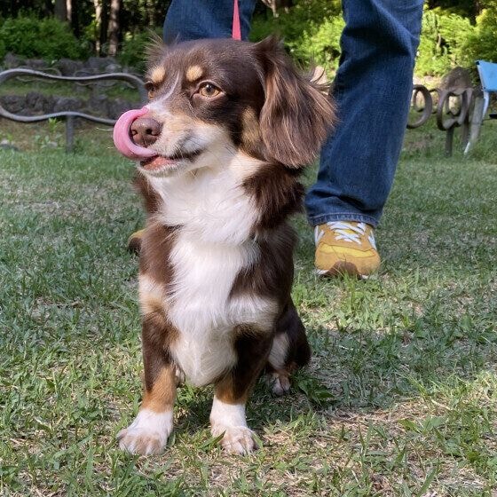 散歩中のミックス犬