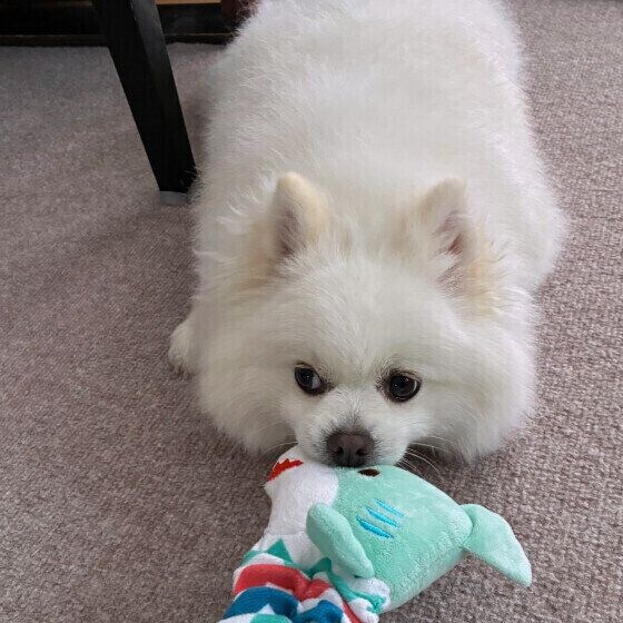 ひっぱりっこ遊びをするポメラニアン