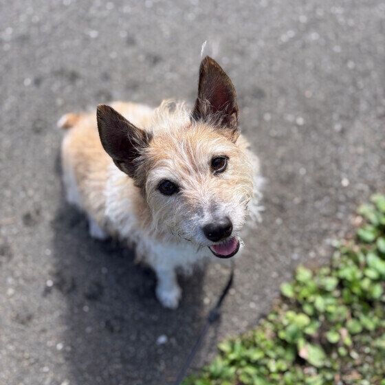 散歩中のジャック・ラッセル・テリア