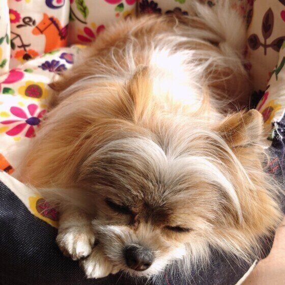すやすや眠る小型犬