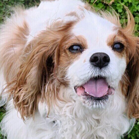 飼い主さんを見上げるキャバリア・キング・チャールズ・スパニエル