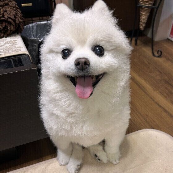 ニコニコ笑顔のポメラニアン