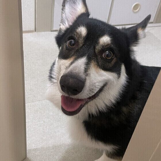 笑顔のウェルシュ・コーギー・ペンブローク