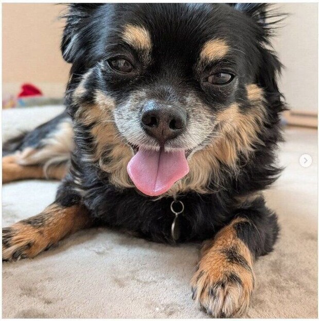 マットの上でくつろぐ犬