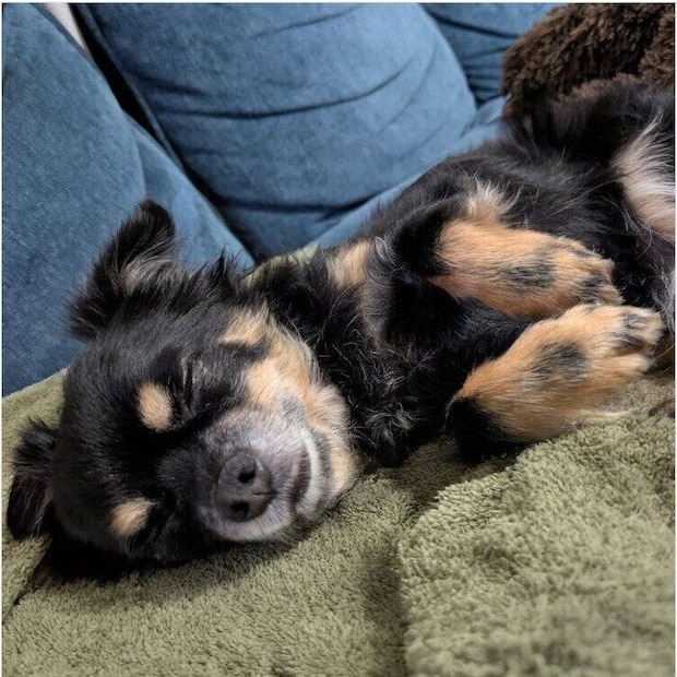 ぐっすり眠る様子の犬