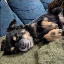 お迎え3日目で”ヘソ天”で寝る元保護犬はお出かけが大好き！穏やかで賢いコに成長し、今では「大事な家族の一員」に