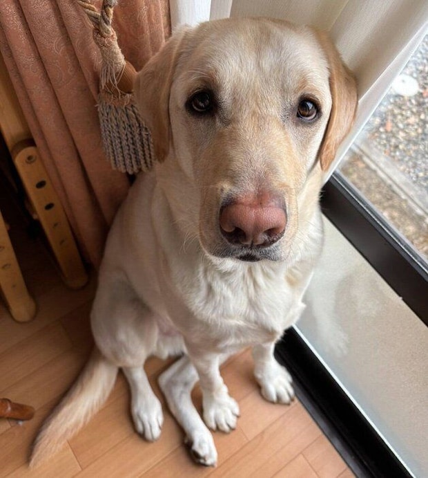 見つめるエルくん