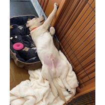 新しい環境で大胆な“ヘソ天”寝を見せたラブラドールの子犬→3才になった“困り顔”の成長姿にほっこり