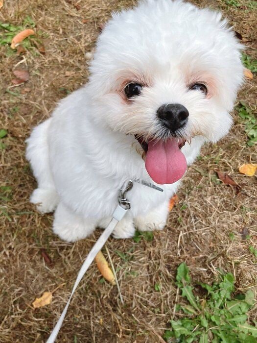 生後11カ月頃の犬