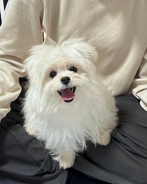 「ピカピカ笑顔」が魅力の生後4カ 子犬→約半年後、お散歩大好きなふわふわ犬に成長！変わらない笑顔にほっこり