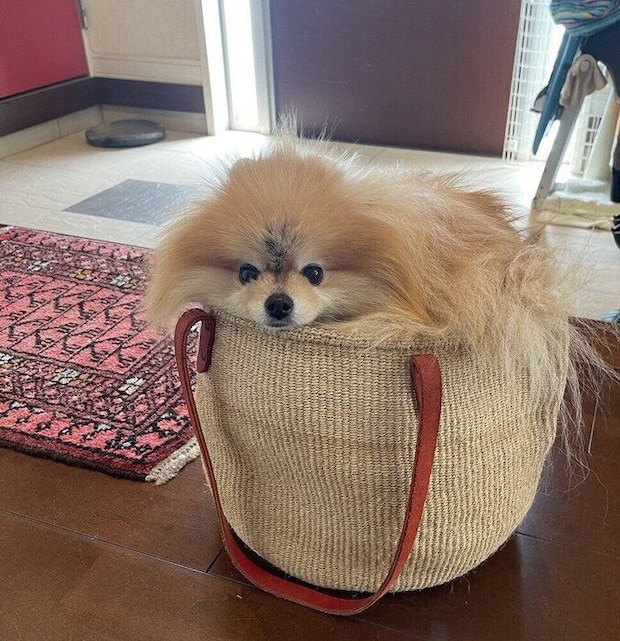 バッグに入るココちゃんの顔