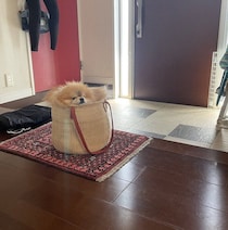 「バッグを置くともれなくポメラニアンが入る？」玄関にあるバッグに入る犬の心理を獣医師が解説