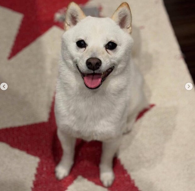 ニコニコ顔のぷりんちゃん