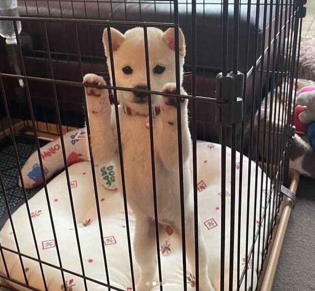 生後2カ月のころのぷりんちゃん