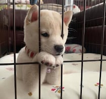 お迎え当初、ケージ越しに“あざと可愛い視線”を送ってきた柴犬の子犬→1才7カ月で“空気を読む賢いコ”に成長