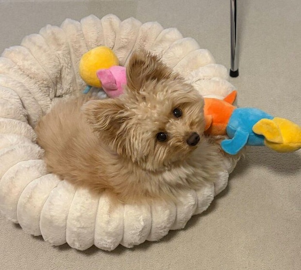 おもちゃを持ってきてアピールするころもくん