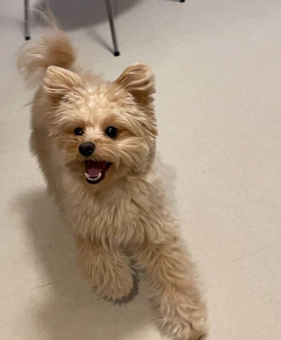 楽しそうなころもくん