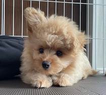 生後3カ月→1才で耳がこんなに変わった！　両耳立ち・片耳立ち・垂れ耳と変化を繰り返した子犬の成長にほっこり