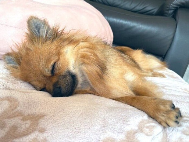 眠っているポメラニアン